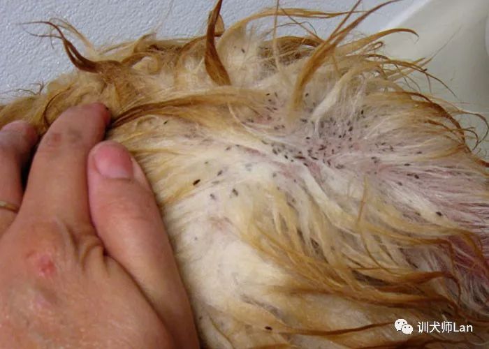 家中有跳蚤用什么杀虫剂能除掉,家中跳蚤怎么消灭最快又安全有效