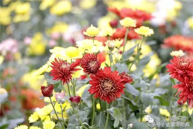 国家森林康养基地示范县,国家级全域森林康养试点建设县