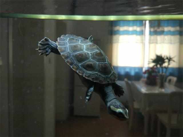 最好养又可爱互动性好的乌龟,养了二十年的乌龟有灵性吗