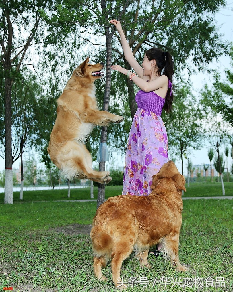 金毛犬的十大危险,金毛为啥抑郁