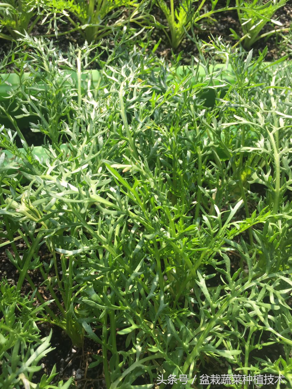 玛咖本是秘鲁蔬菜，现在回归餐桌，在中国菜谱上是否会有一席之地