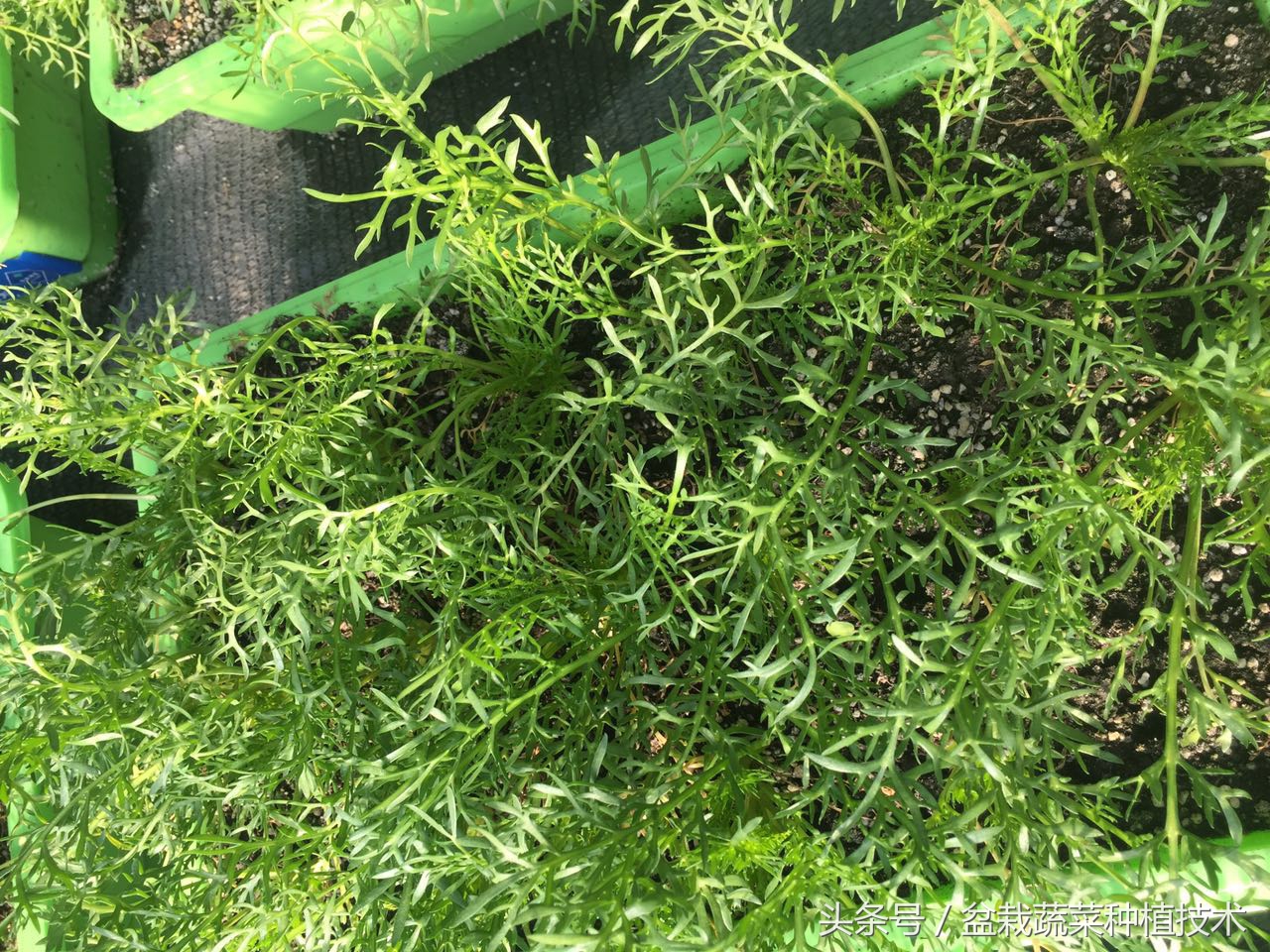 玛咖本是秘鲁蔬菜，现在回归餐桌，在中国菜谱上是否会有一席之地