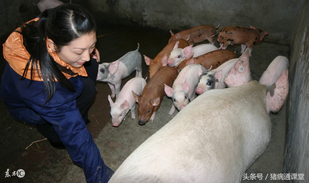 猪病专治,母猪猪病怎么治疗