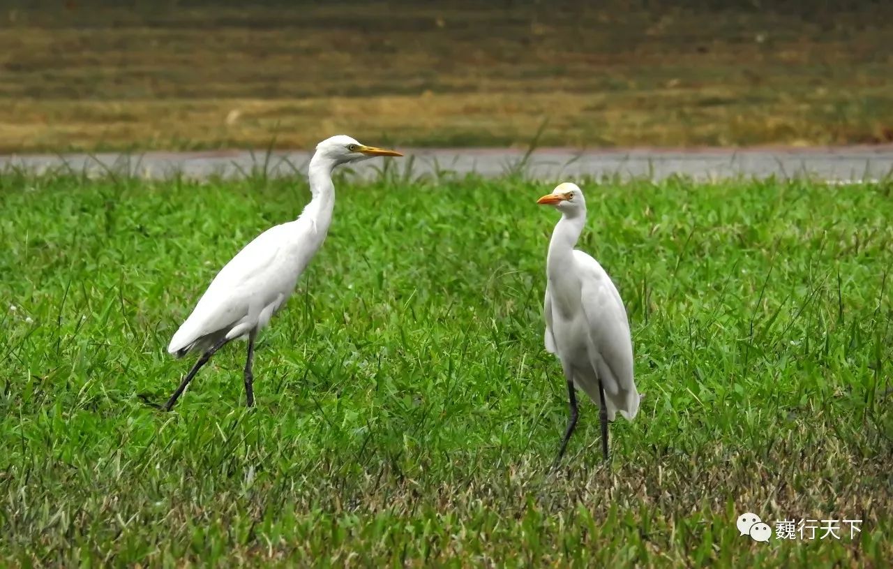 这所大学很特别，来的人都会找到逝去的校园爱情故事