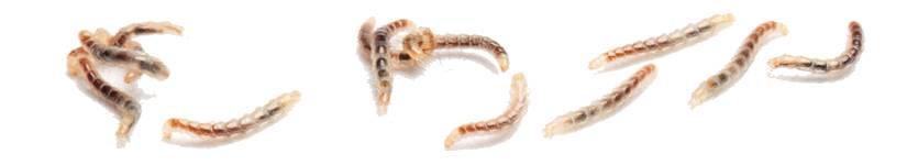 家中有跳蚤用什么杀虫剂能除掉,家中跳蚤怎么消灭最快又安全有效