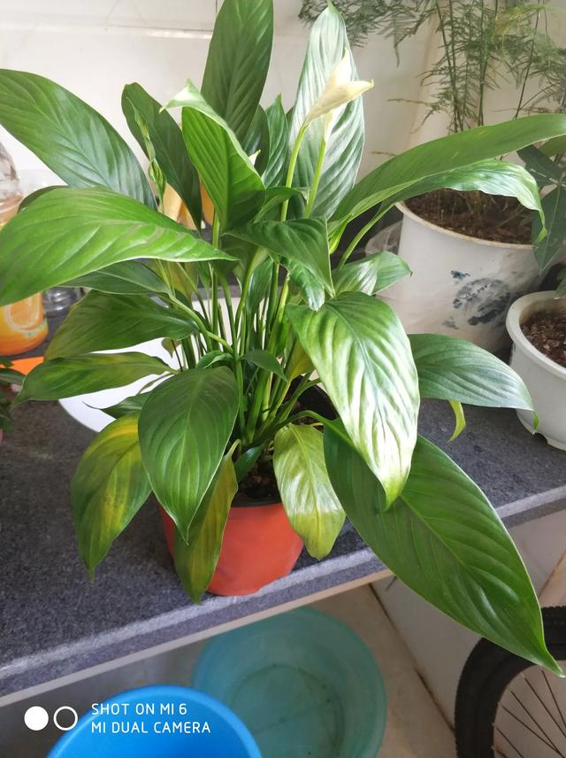 一帆风顺黄叶不开花什么原因,一帆风顺黄叶枯叶怎么办