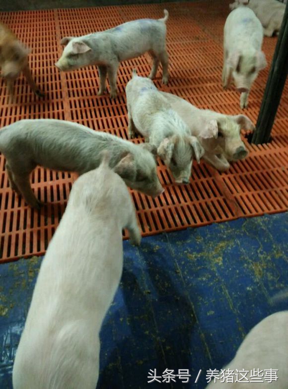 猪疥虫治疗方法,猪疥螨病怎么治疗