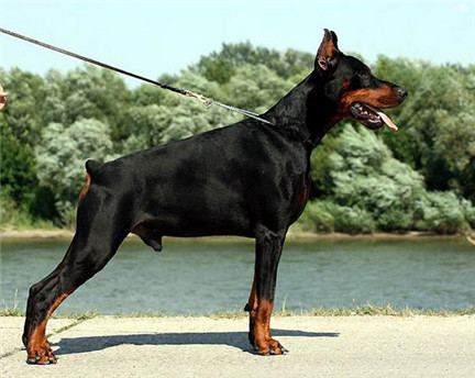 如何选购杜宾,纯种的杜宾犬多少钱一只