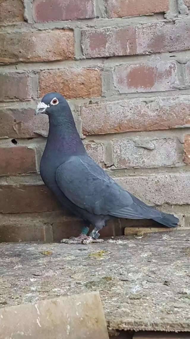 新手鸽友怎么做能使鸽子保持健康,用这几招养的鸽子个个活泼可爱