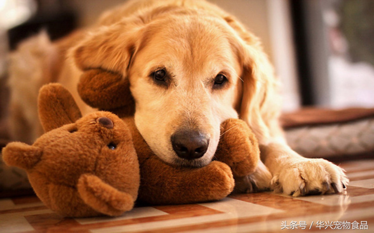 金毛犬的十大危险,金毛为啥抑郁