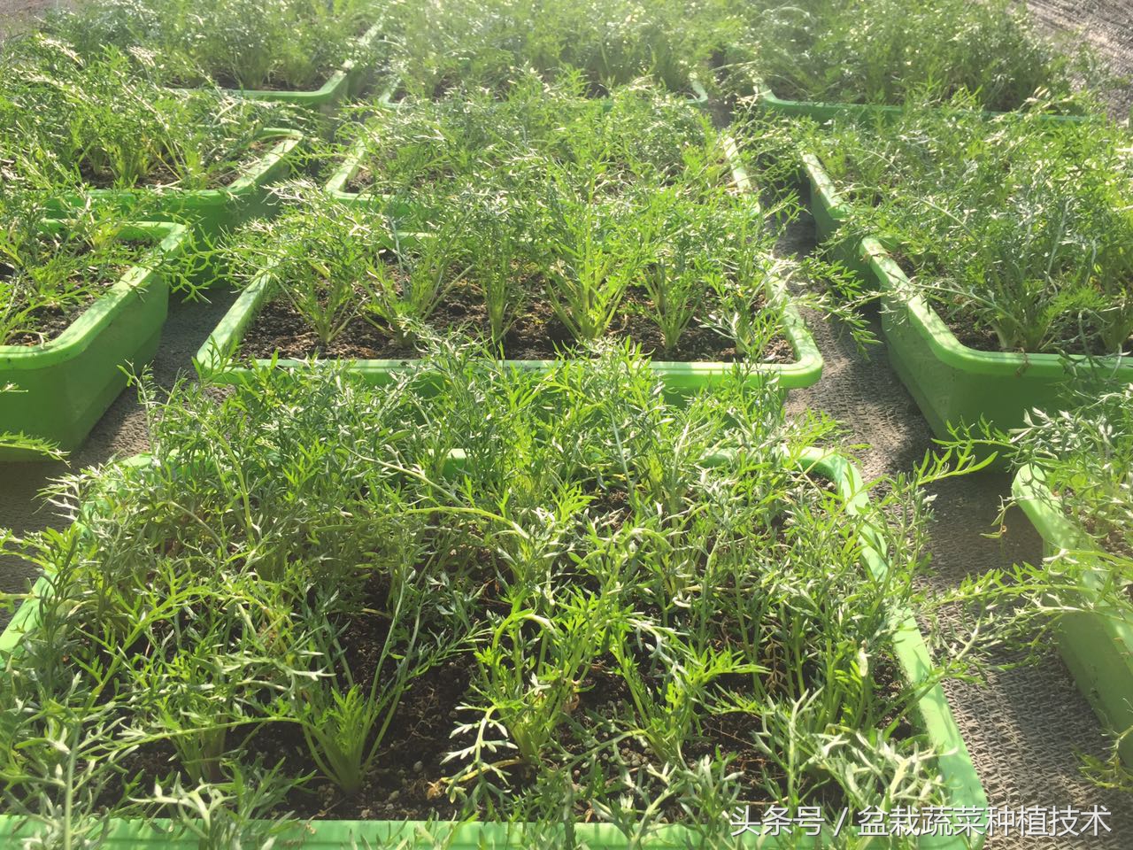 玛咖本是秘鲁蔬菜，现在回归餐桌，在中国菜谱上是否会有一席之地