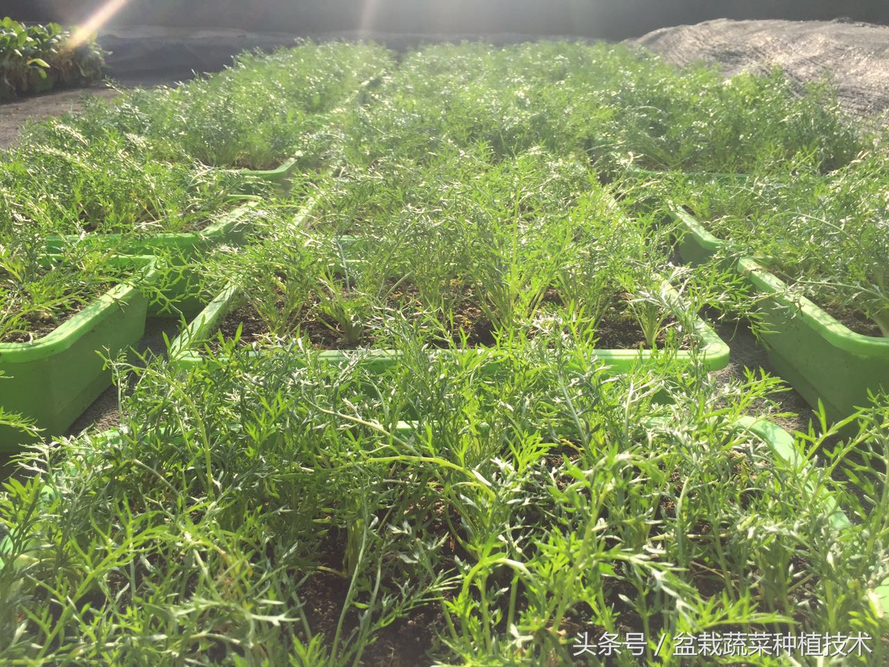 玛咖本是秘鲁蔬菜，现在回归餐桌，在中国菜谱上是否会有一席之地