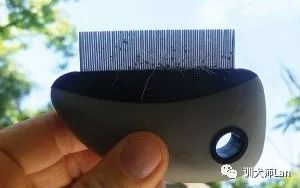 家中有跳蚤用什么杀虫剂能除掉,家中跳蚤怎么消灭最快又安全有效