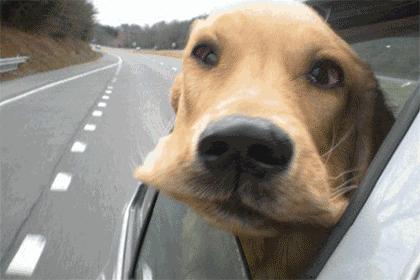 养了狗以后总破财,养了狗才知道没那么简单