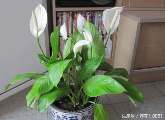 家里养花摆放展示,家里养花摆放