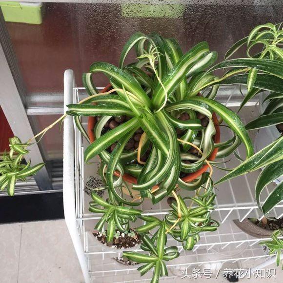 家里养花摆放展示,家里养花摆放