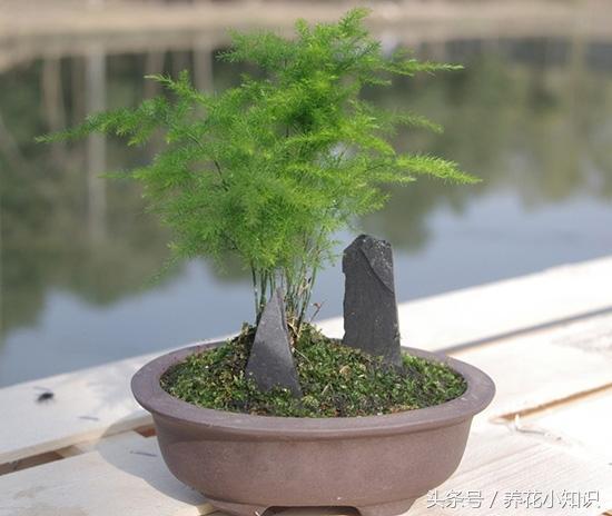 家里养花摆放展示,家里养花摆放