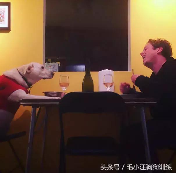 养了这么久的狗竟然又初恋了,养了多年的狗突然接近我