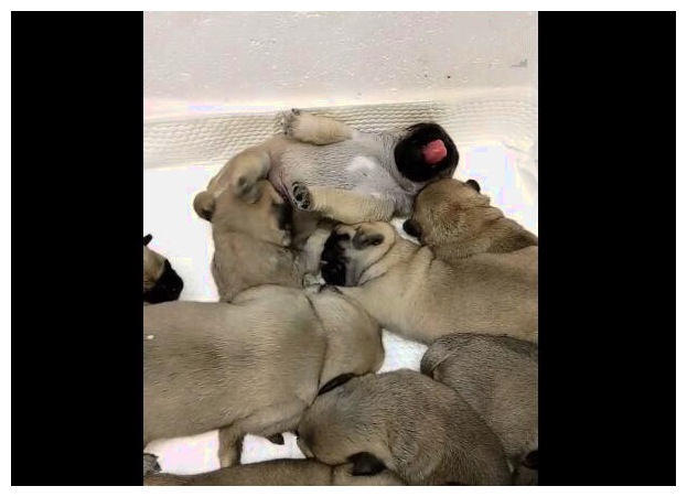 一群小狗找公狗要奶喝，主人一看怀疑人生：这是家丑啊！