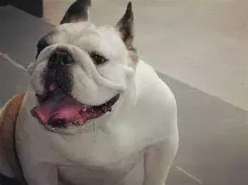 小法斗几月份是最难看的,小法斗比较瘦正常吗