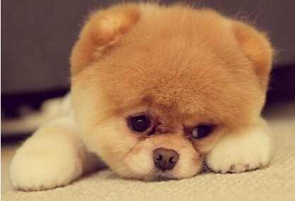 帝师2022生肖狗运势,2018年生肖狗的运势