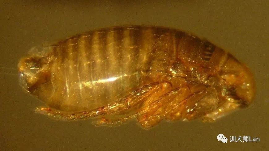 家中有跳蚤用什么杀虫剂能除掉,家中跳蚤怎么消灭最快又安全有效