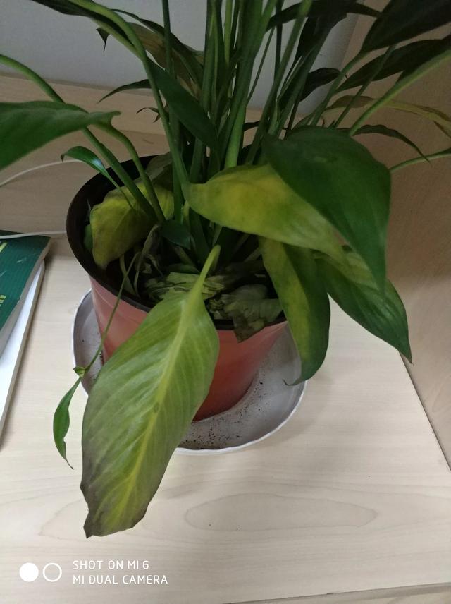 一帆风顺黄叶不开花什么原因,一帆风顺黄叶枯叶怎么办