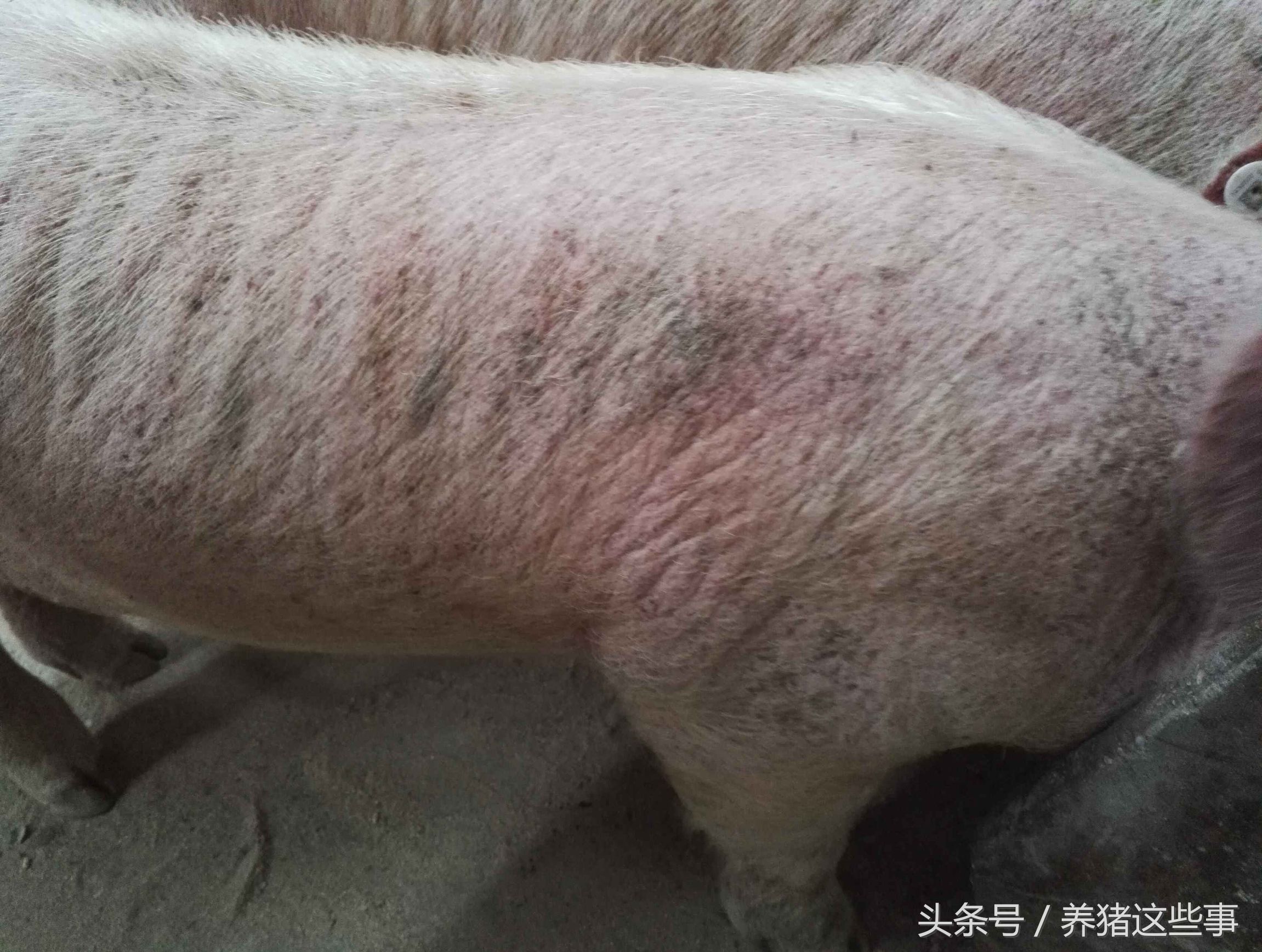 猪疥虫治疗方法,猪疥螨病怎么治疗