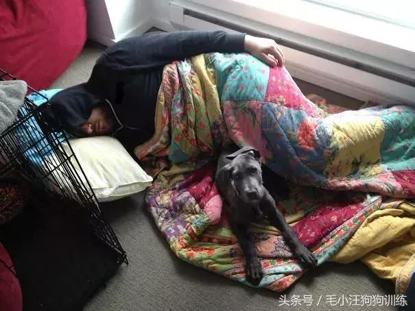 养了这么久的狗竟然又初恋了,养了多年的狗突然接近我