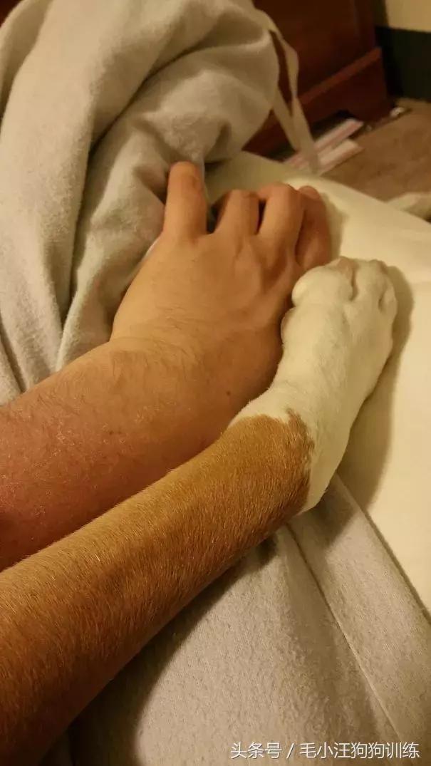 养了这么久的狗竟然又初恋了,养了多年的狗突然接近我