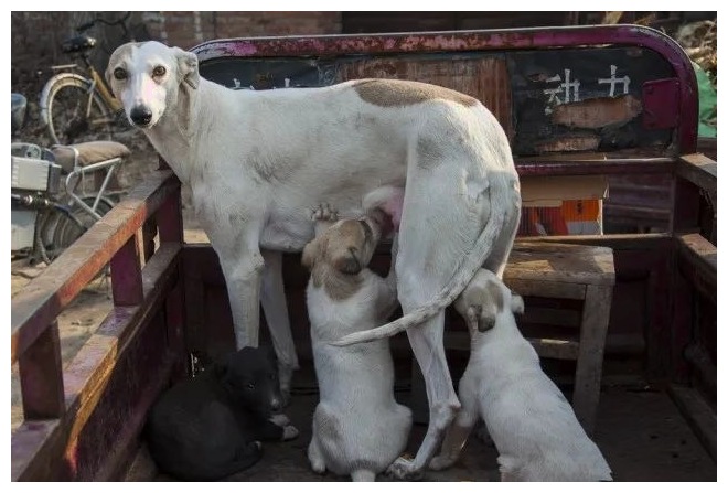 一群小狗找公狗要奶喝，主人一看怀疑人生：这是家丑啊！