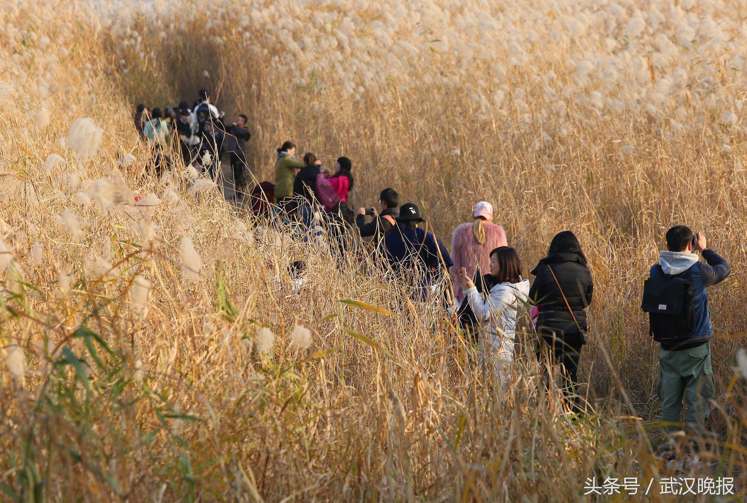 美呆！冬日里上帝打翻了调色盘画下这样的“七彩”大武汉