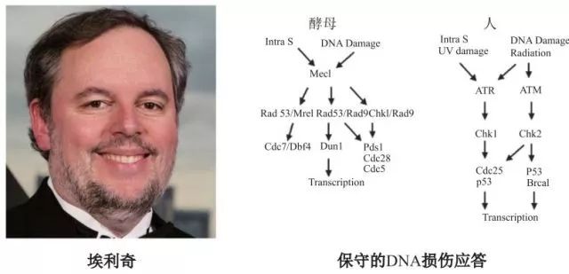 造酒,酿醋,拿诺奖:“下得了厨房上得了厅堂”的神奇酵母