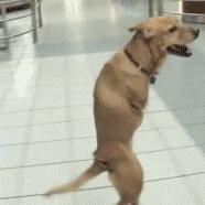 养了狗以后总破财,养了狗才知道没那么简单