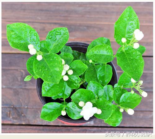 家里养花摆放展示,家里养花摆放