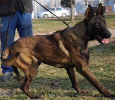 马犬怎么训练才能听话不咬人,马犬不听指令怎么训练