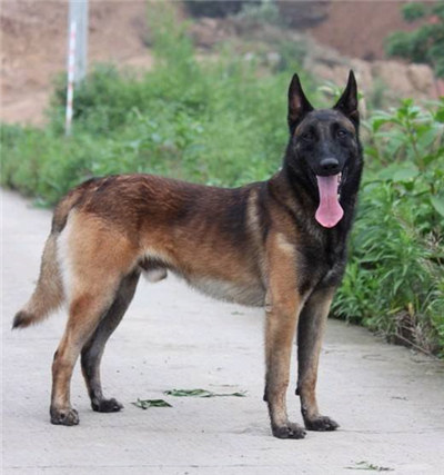 马犬怎么训练才能听话不咬人,马犬不听指令怎么训练