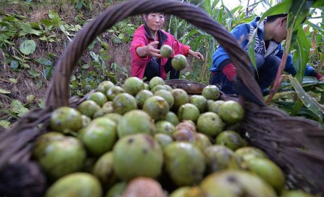 核桃种植不容易,农户大哥来教你,如何高产挣大钱