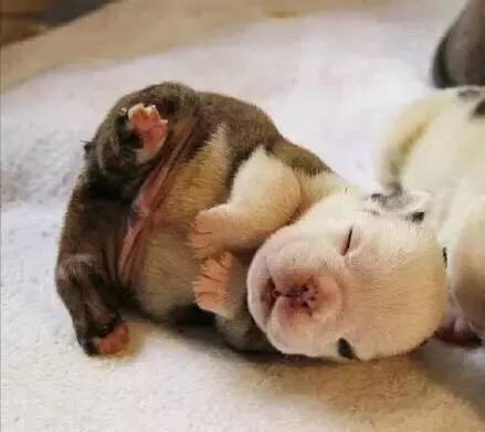 小法斗几月份是最难看的,小法斗比较瘦正常吗