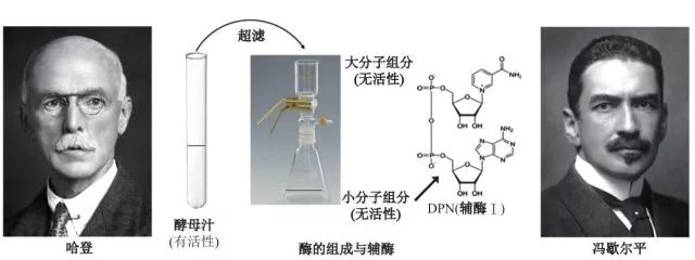 造酒,酿醋,拿诺奖:“下得了厨房上得了厅堂”的神奇酵母
