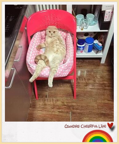 胖橘猫和铲屎官,铲屎官说橘猫很肥