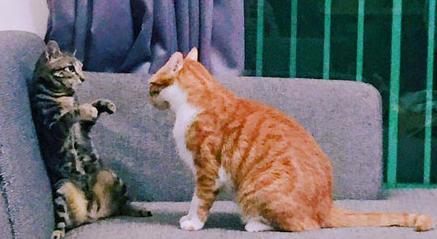 胖橘猫和铲屎官,铲屎官说橘猫很肥