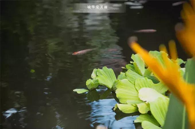 柬埔寨金边美食推荐,东南亚柬埔寨特色美食