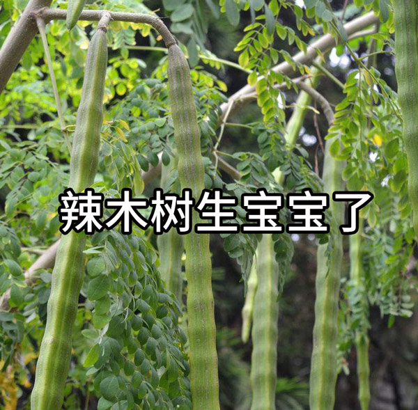 你很可能吃了一个“假”的辣木籽!