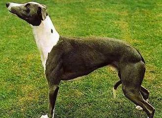 狗狗智商排名介绍,狗狗智商排行列表