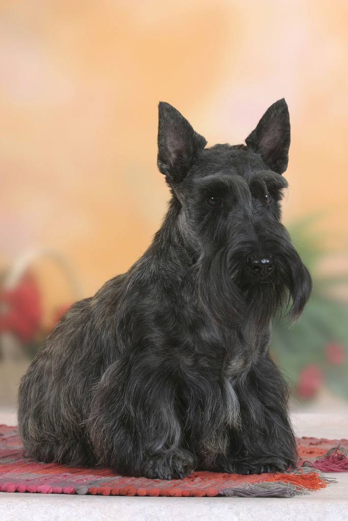 狗狗智商排名介绍,狗狗智商排行列表