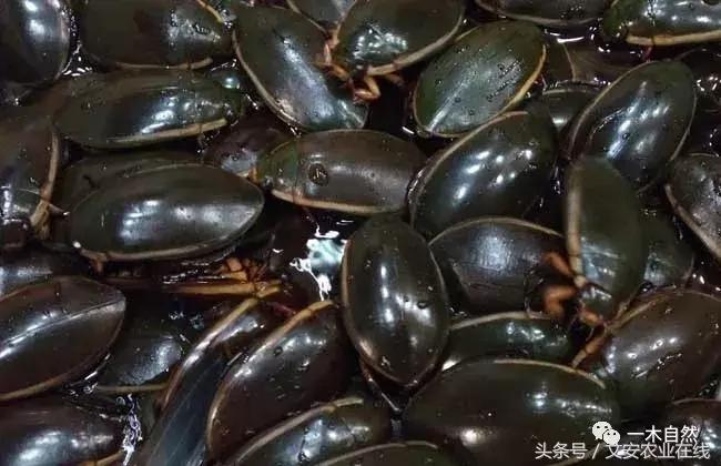 水生昆虫幼虫图谱,各种有害昆虫图谱
