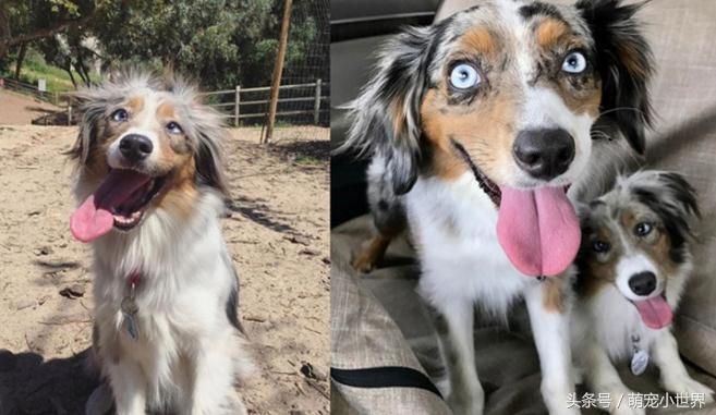 全盲卖不出去!牧羊犬对世界害怕,有了狗妹妹后找回最美笑容