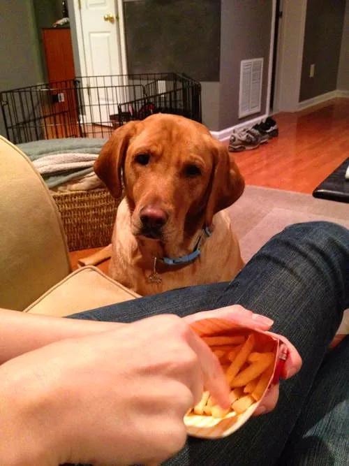 养了狗以后总破财,养了狗才知道没那么简单