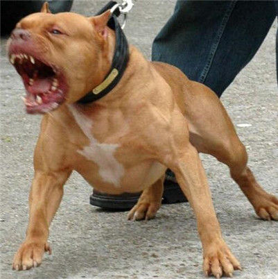 比特犬脑炎症状,比特犬怎么防止生病